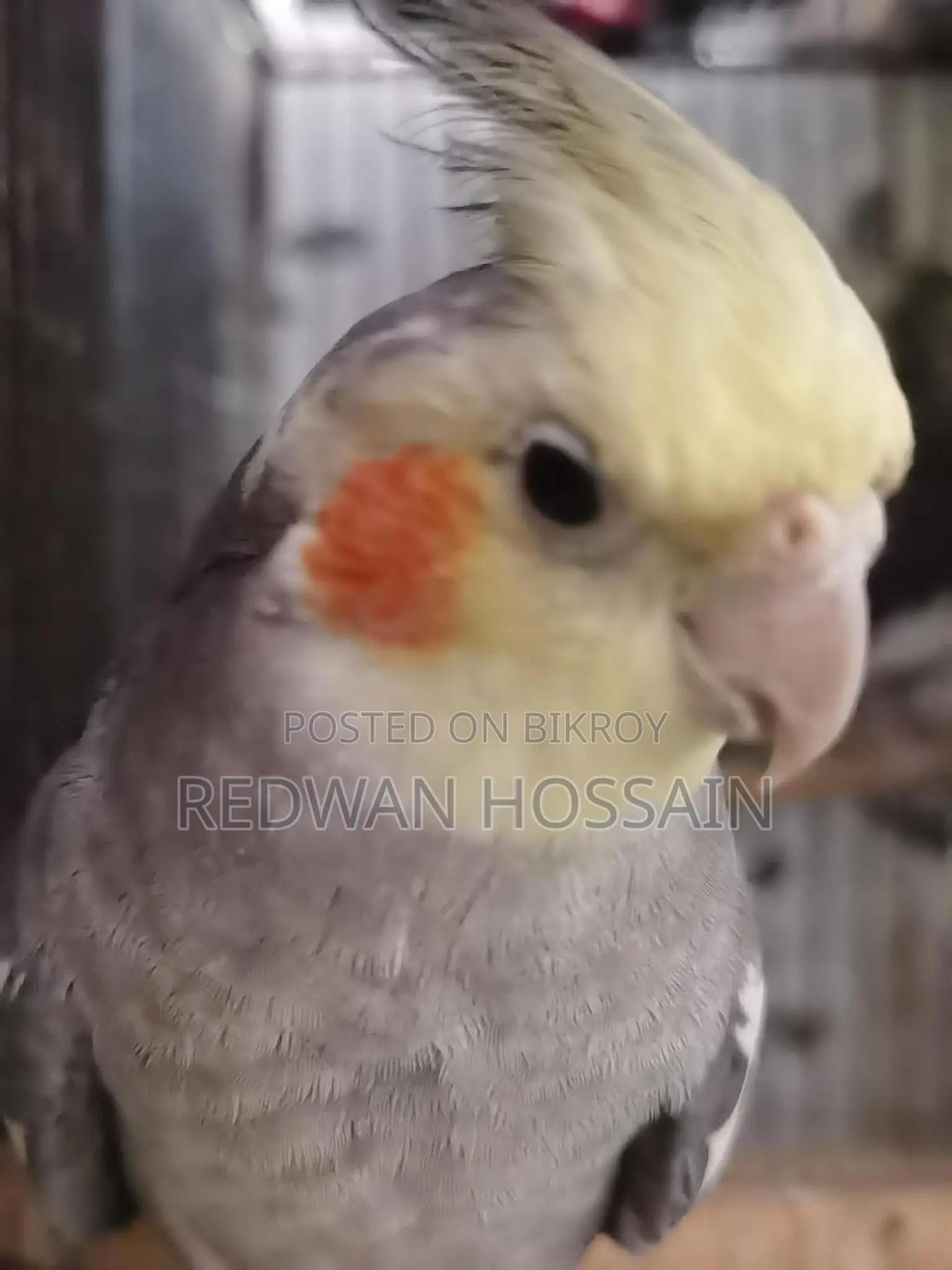 Cockatiel Birds