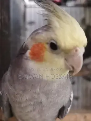 Cockatiel Birds
