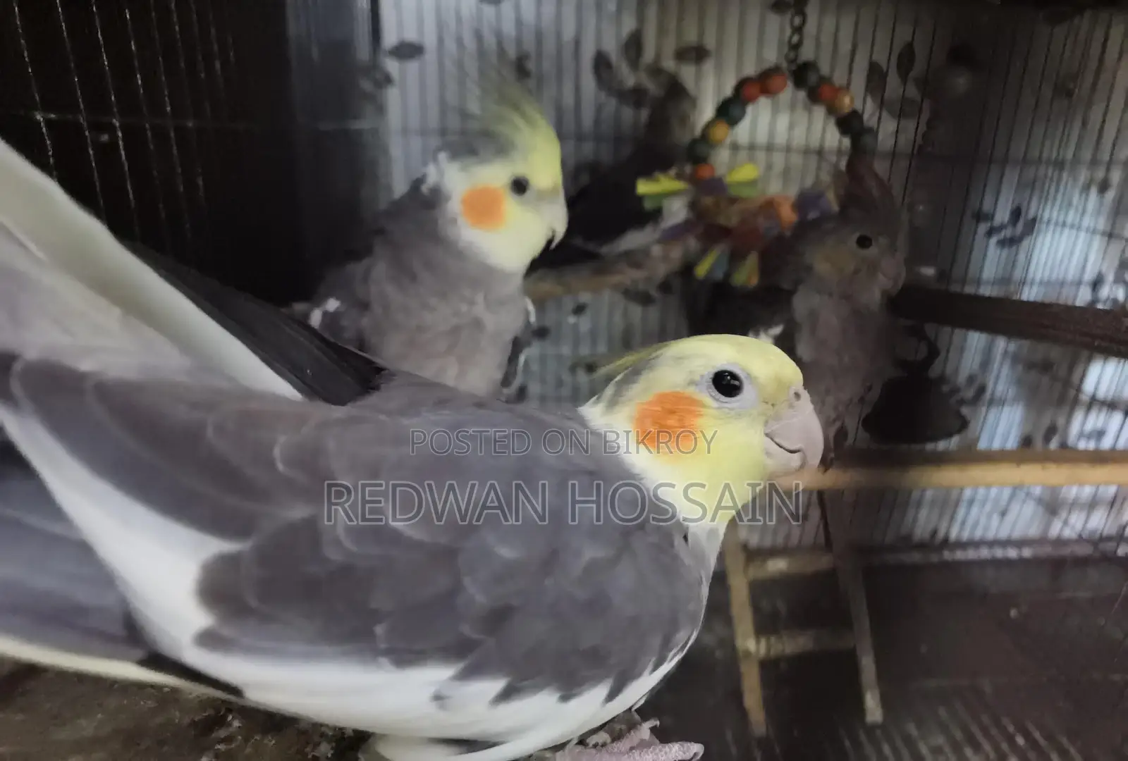 Cockatiel Birds
