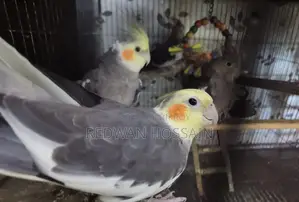 Cockatiel Birds