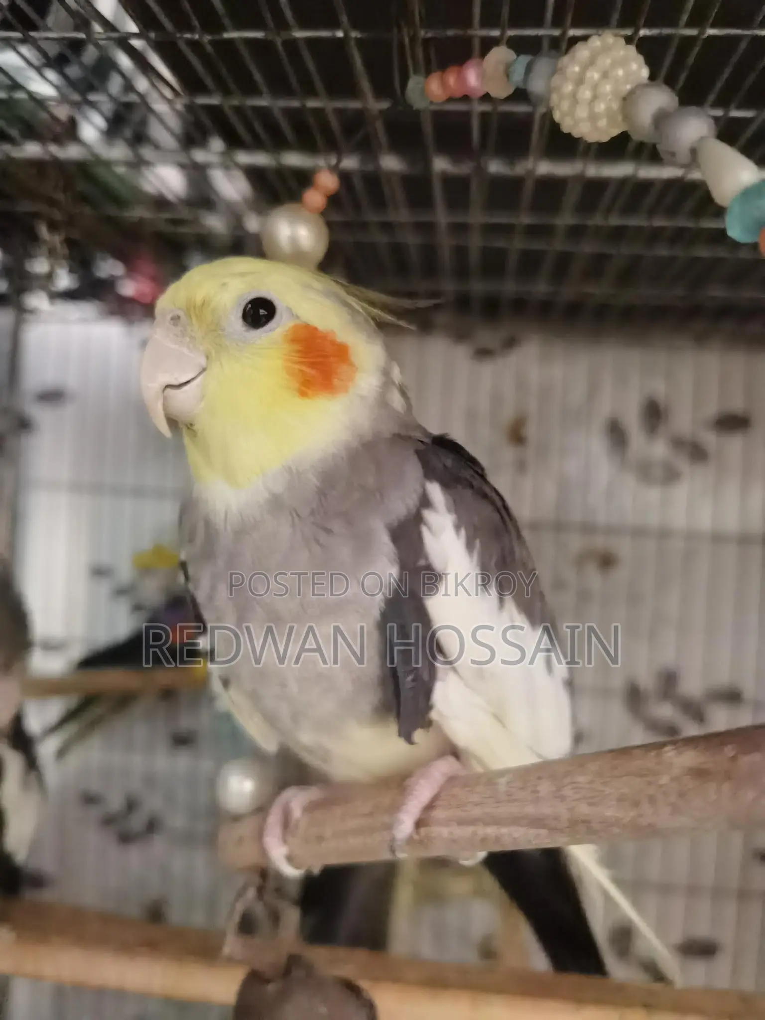 Cockatiel Birds