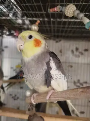 Cockatiel Birds