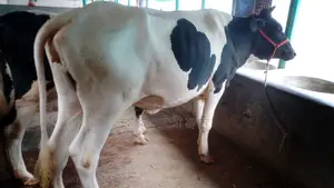 ১০৮১নং উন্নত জাতের বকনা বিক্রয় হবে।
