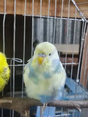 Rainbow Budgie
