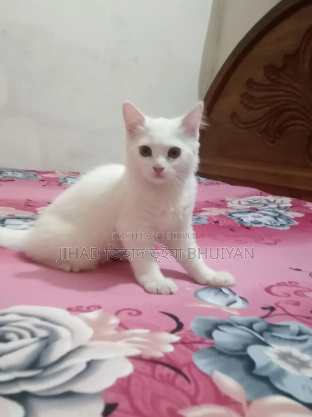 Cat for Sale