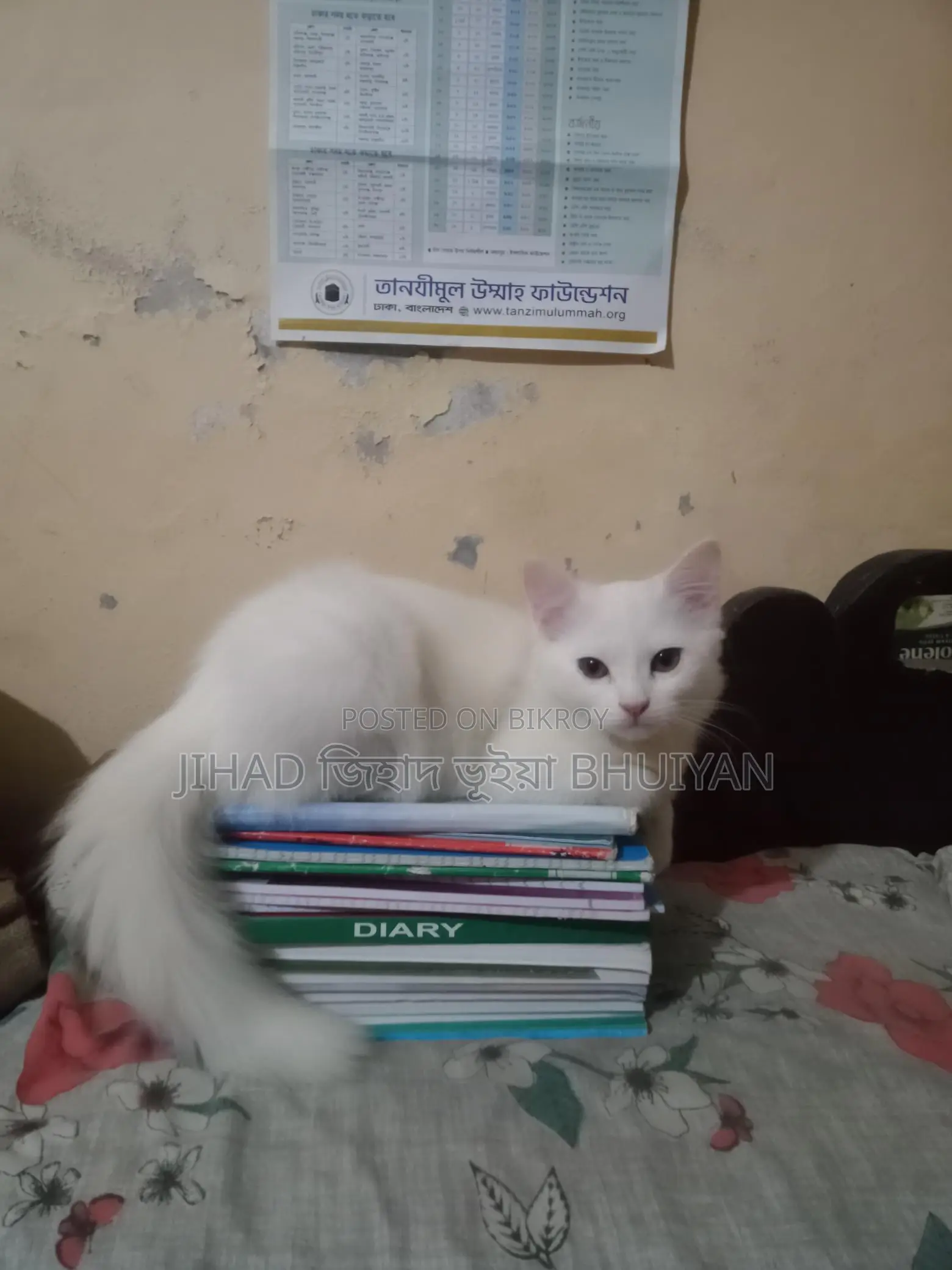 Cat for Sale