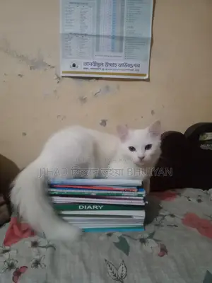 Cat for Sale