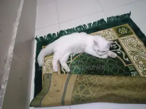 Cat for Sale