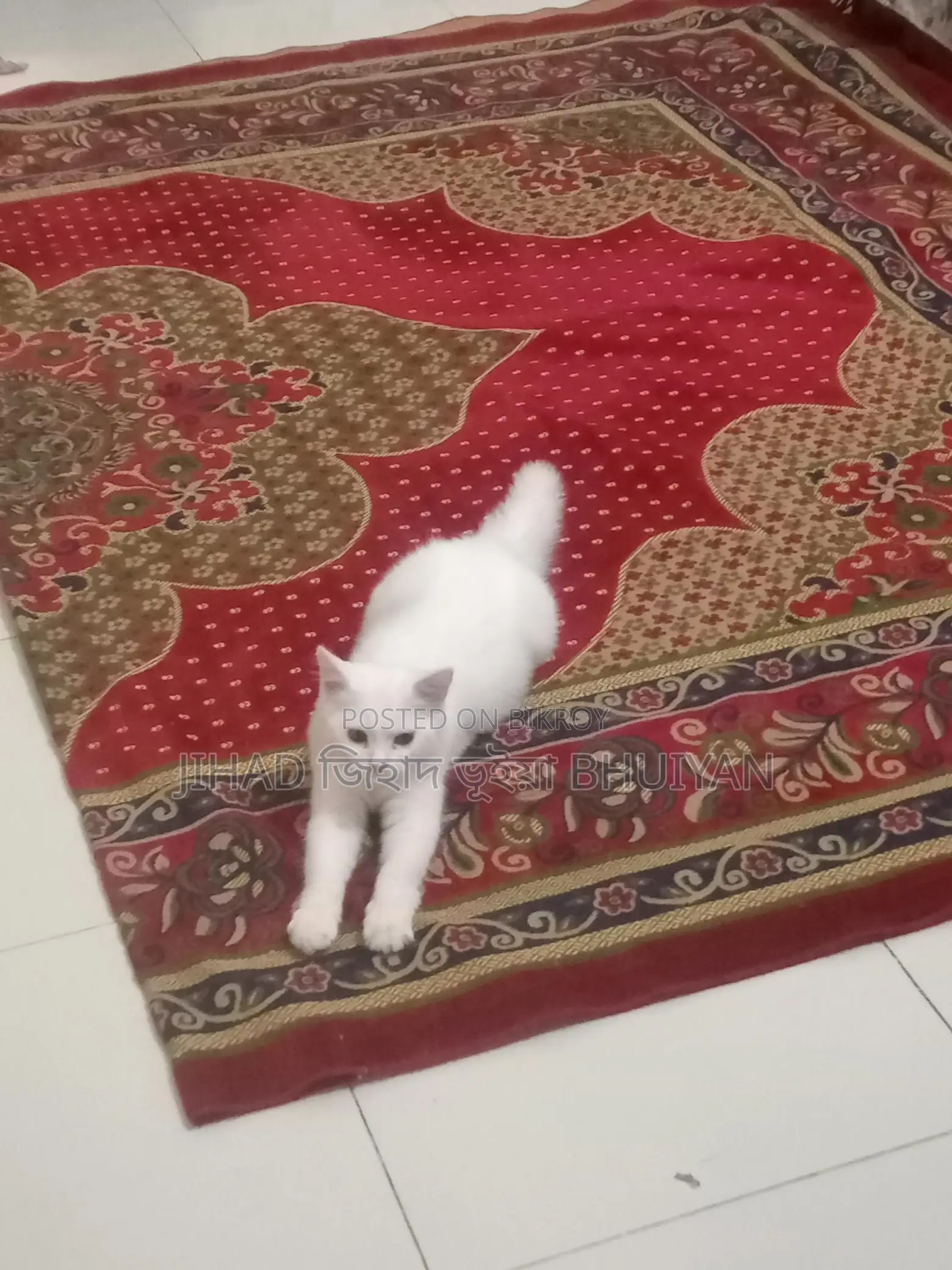 Cat for Sale