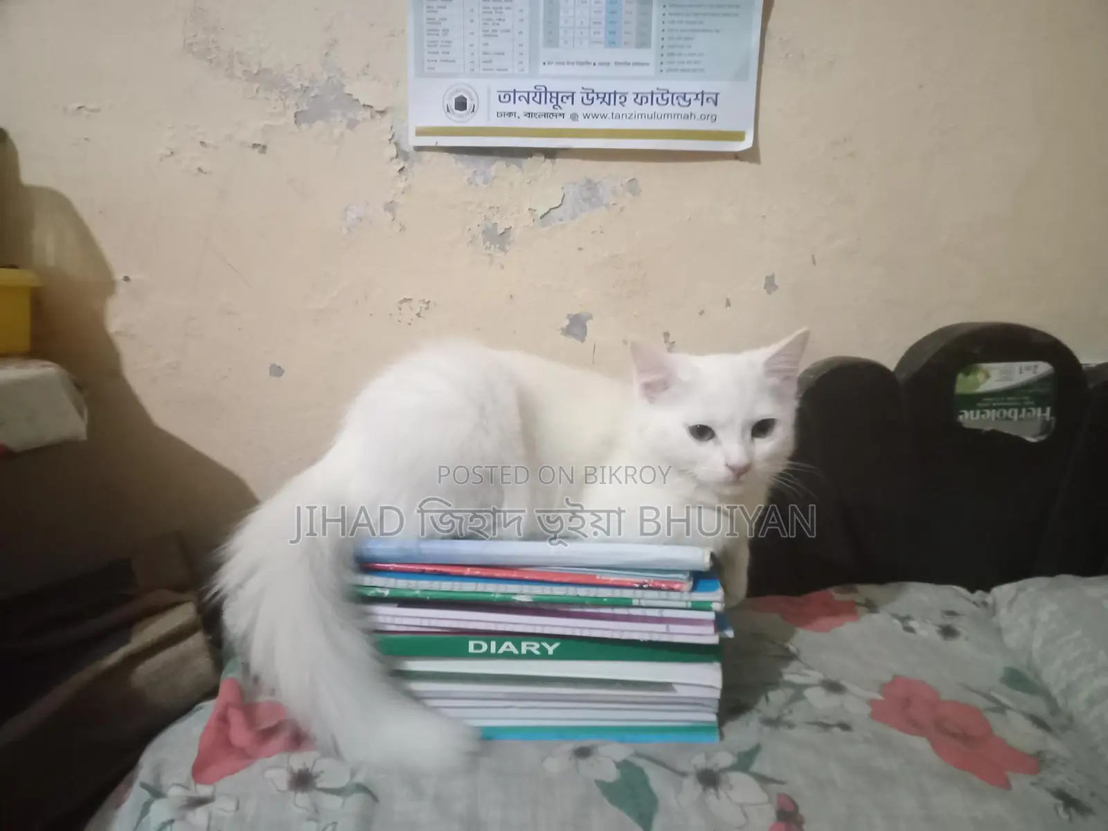 Cat for Sale