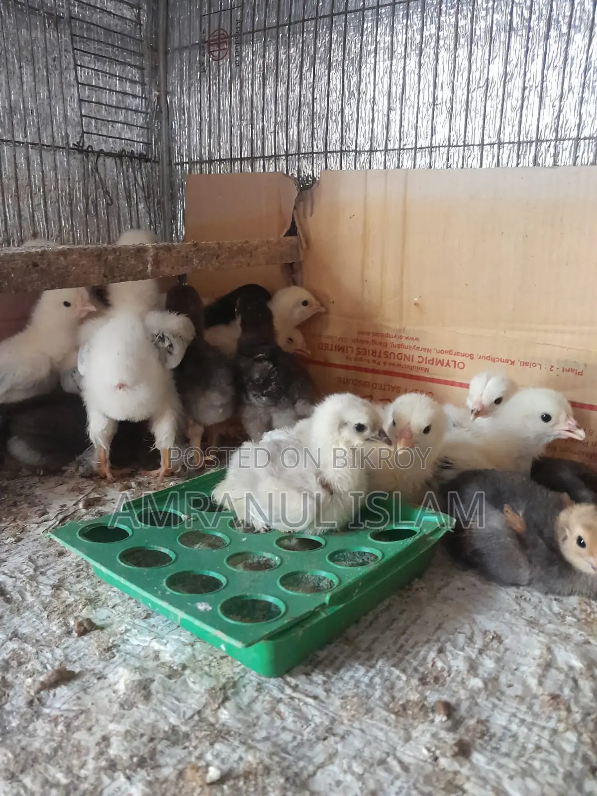 Colombian Light Brahma, Buff Brahma, Silver Cochin Chicks