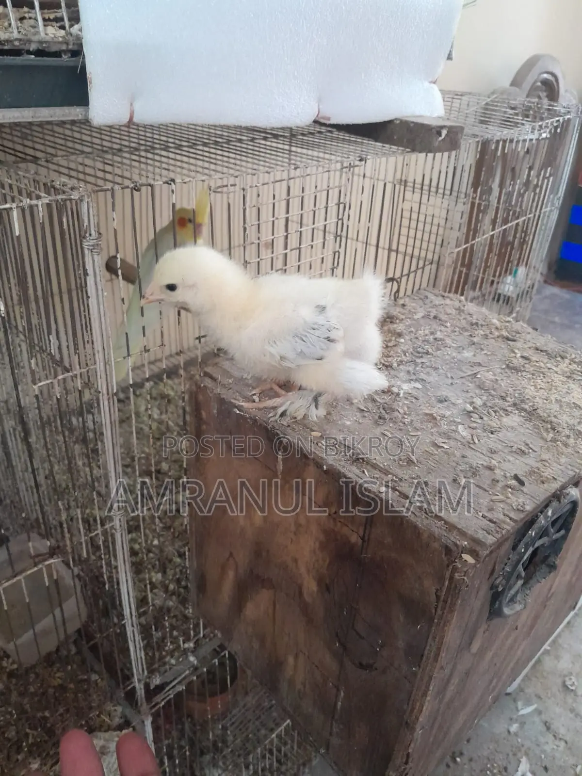 Colombian Light Brahma, Buff Brahma, Silver Cochin Chicks