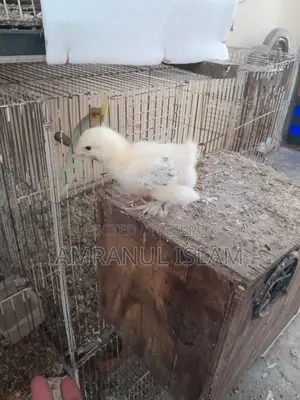 Colombian Light Brahma, Buff Brahma, Silver Cochin Chicks