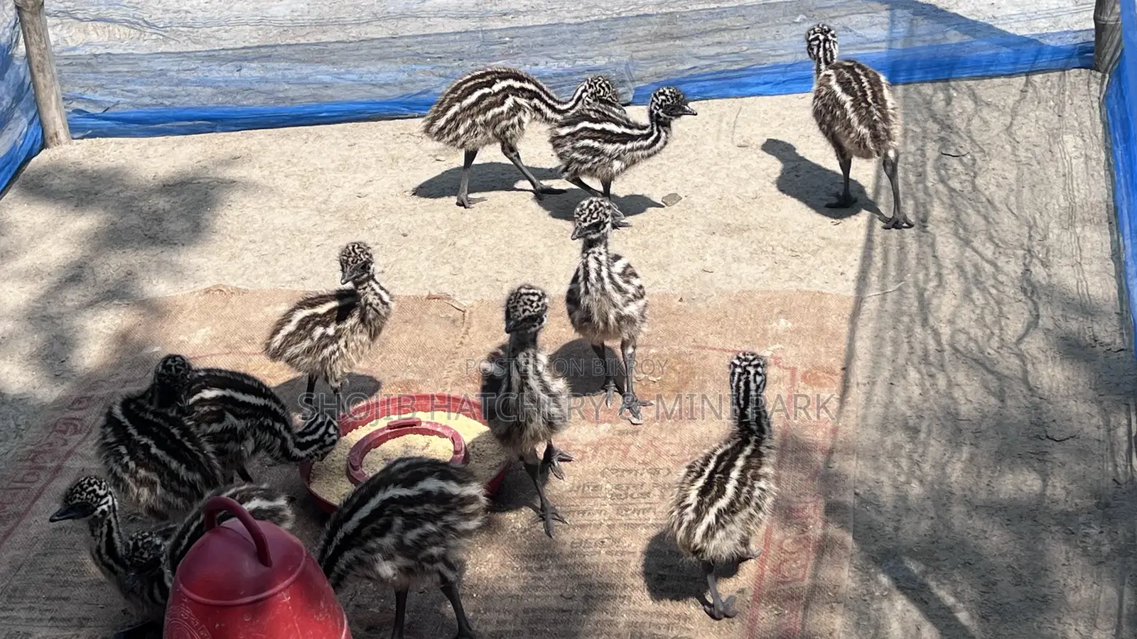 Emu Chicks Now Available