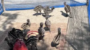 Emu Chicks Now Available