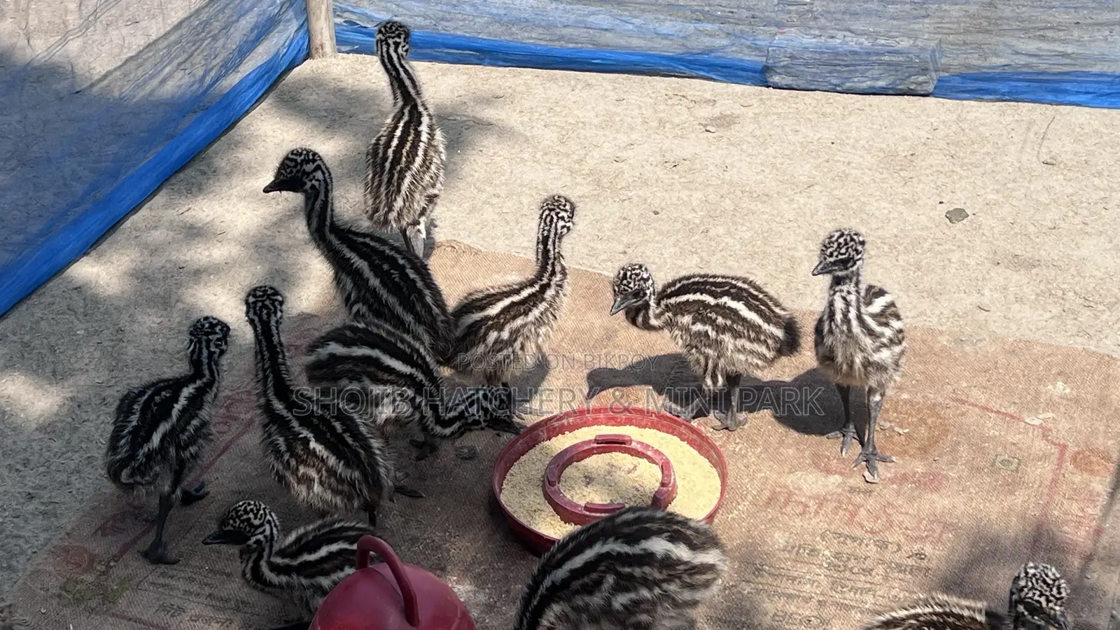 Emu Chicks Now Available