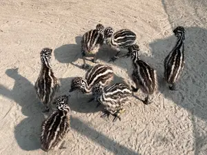 Emu Chicks Now Available