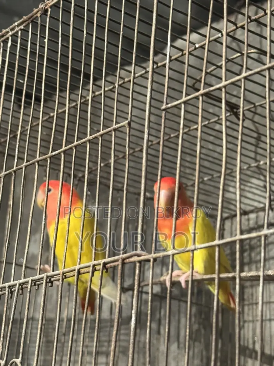 Lutino opaline lovebird