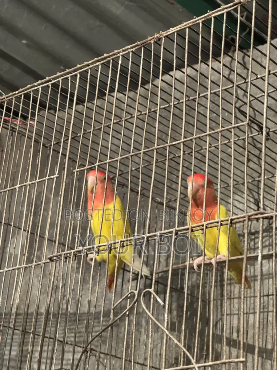 Lutino opaline lovebird
