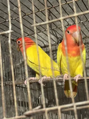 Lutino opaline lovebird