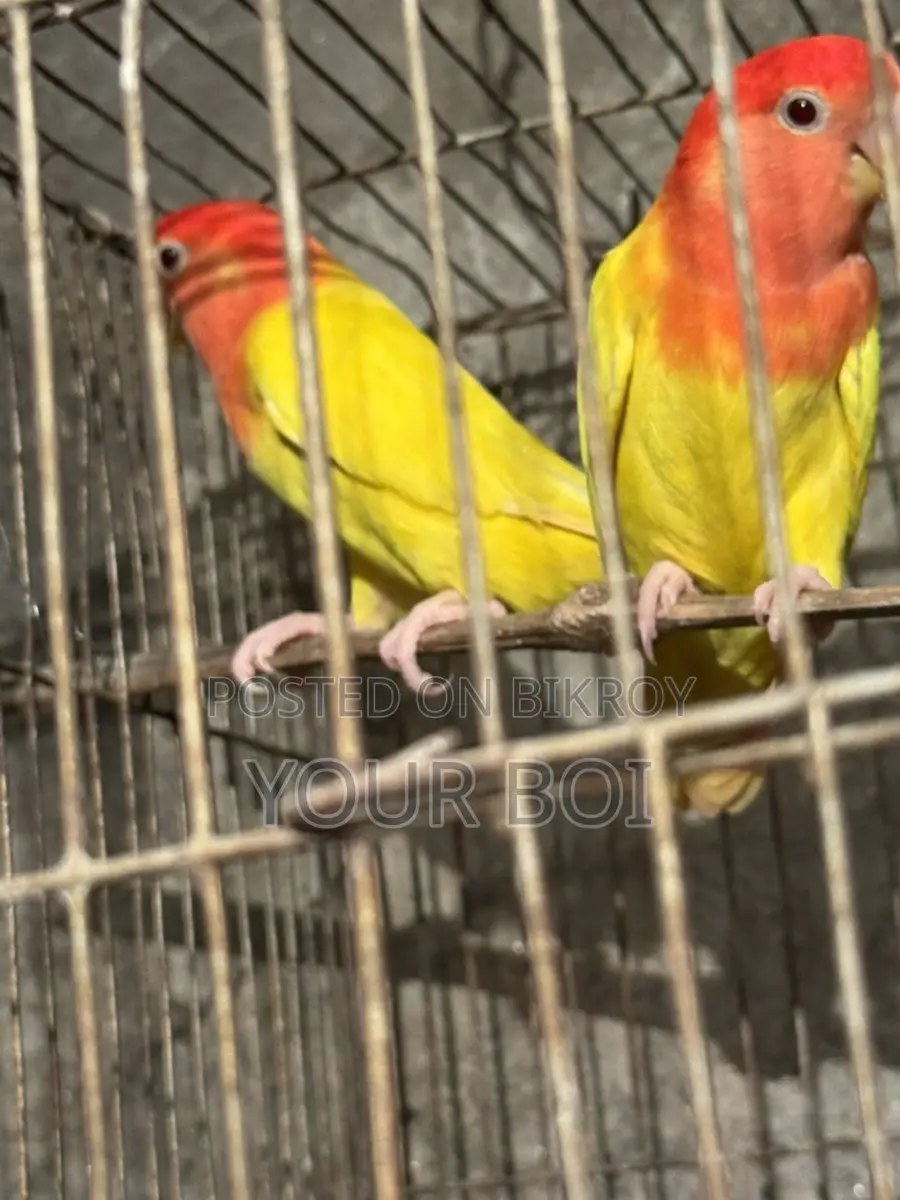 Lutino opaline lovebird