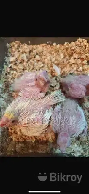 Cockatiel Chicks in Fresh Condition