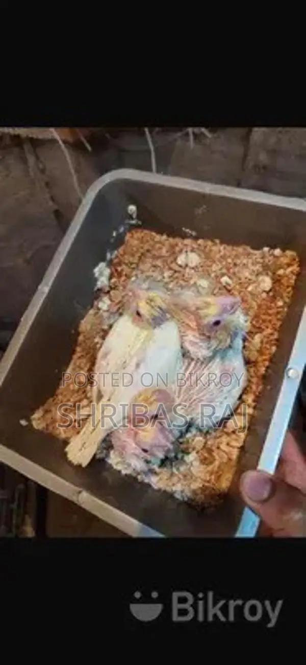 Cockatiel Chicks in Fresh Condition