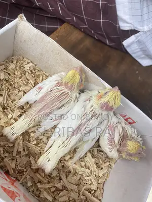 Cockatiel Chicks in Fresh Condition