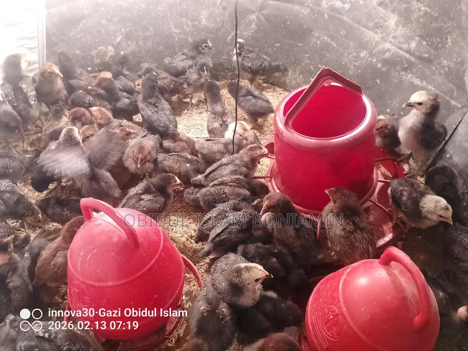 Healthy and Fresh Chicks for Sale!