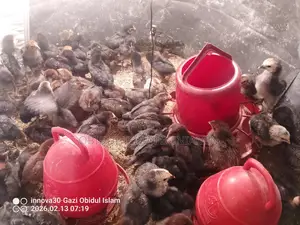 Healthy and Fresh Chicks for Sale!