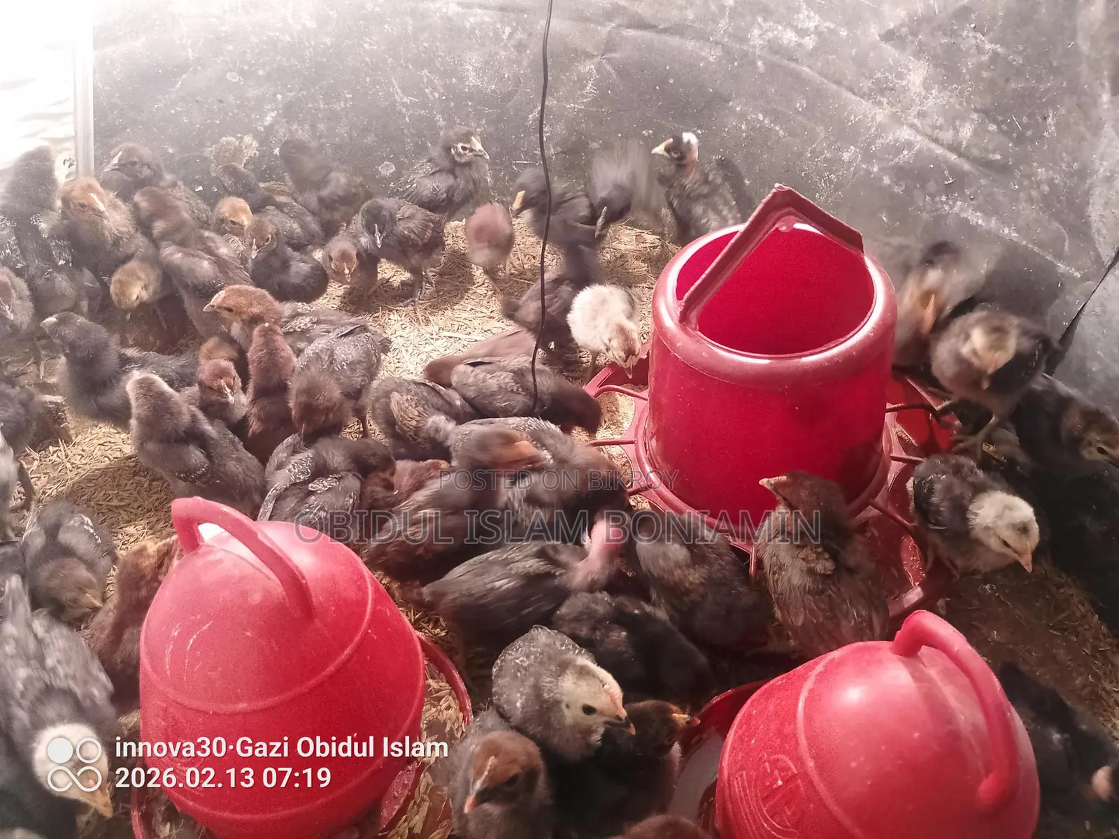 Healthy and Fresh Chicks for Sale!