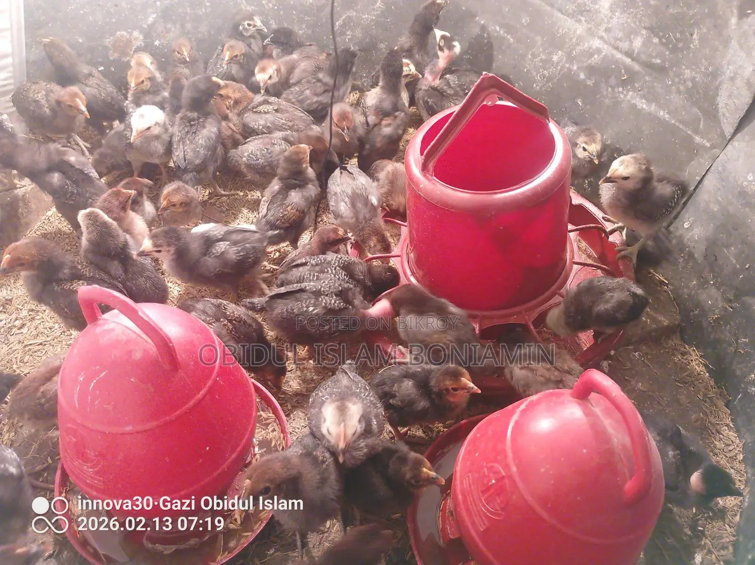 Healthy and Fresh Chicks for Sale!