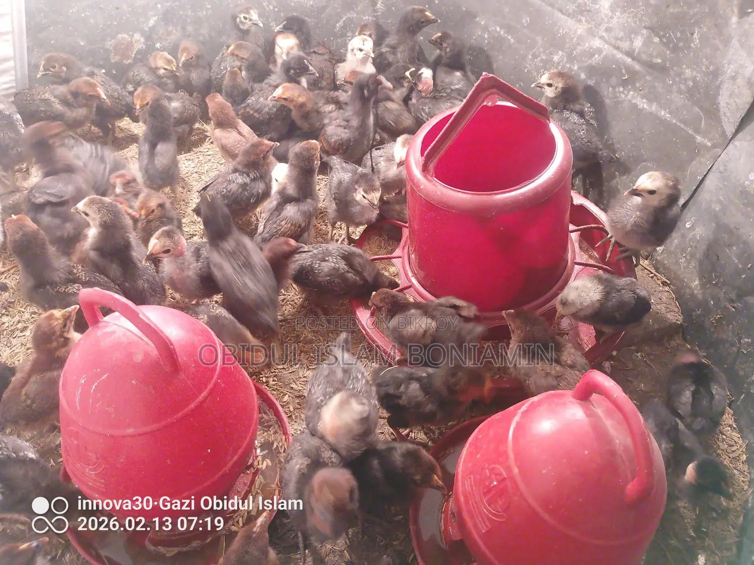 Healthy and Fresh Chicks for Sale!