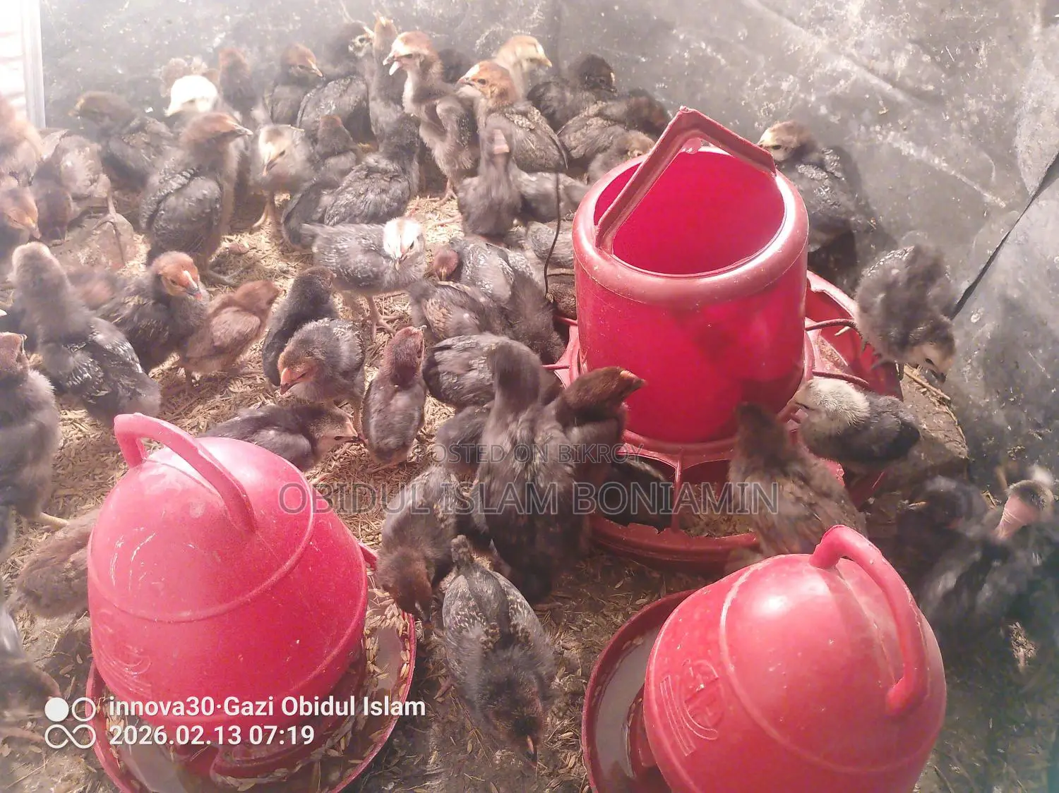Healthy and Fresh Chicks for Sale!