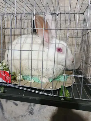 Rabbit for Sale