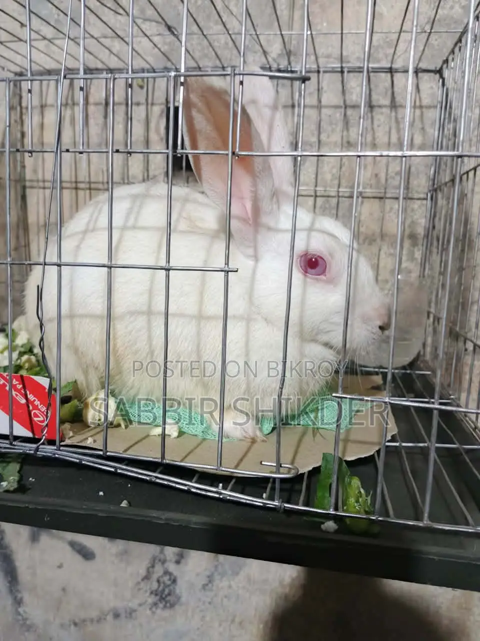 Rabbit for Sale