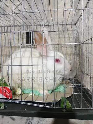 Rabbit for Sale