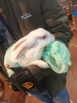 Rabbit for Sale