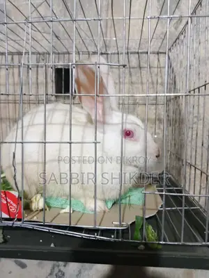 Rabbit for Sale