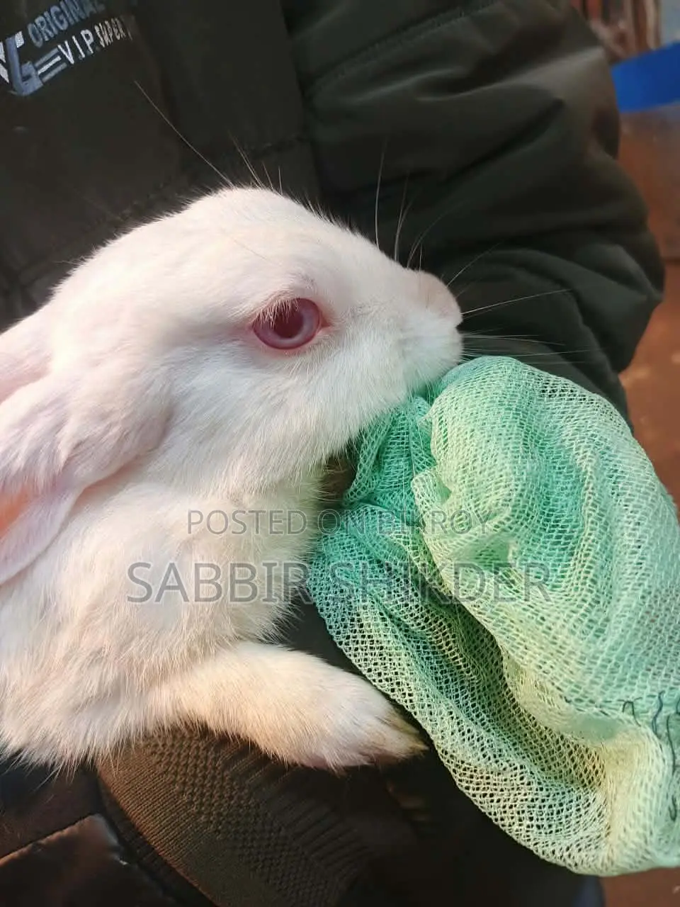 Rabbit for Sale