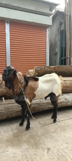 Male goat for sale
