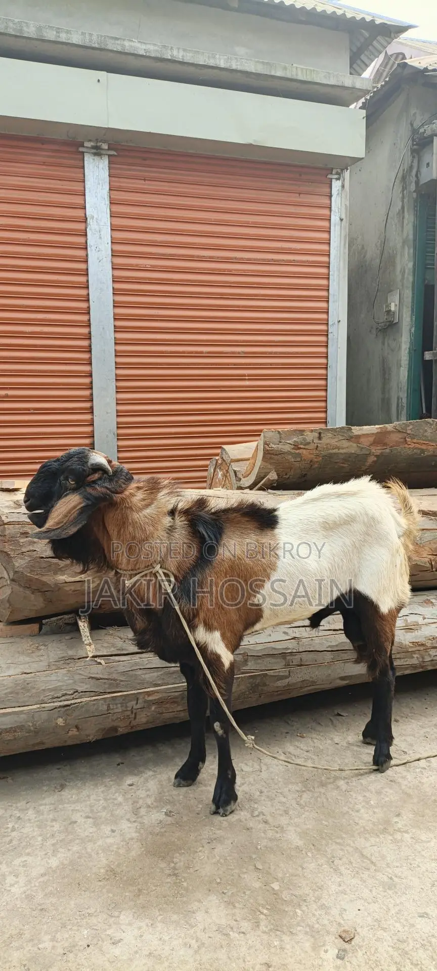Male goat for sale