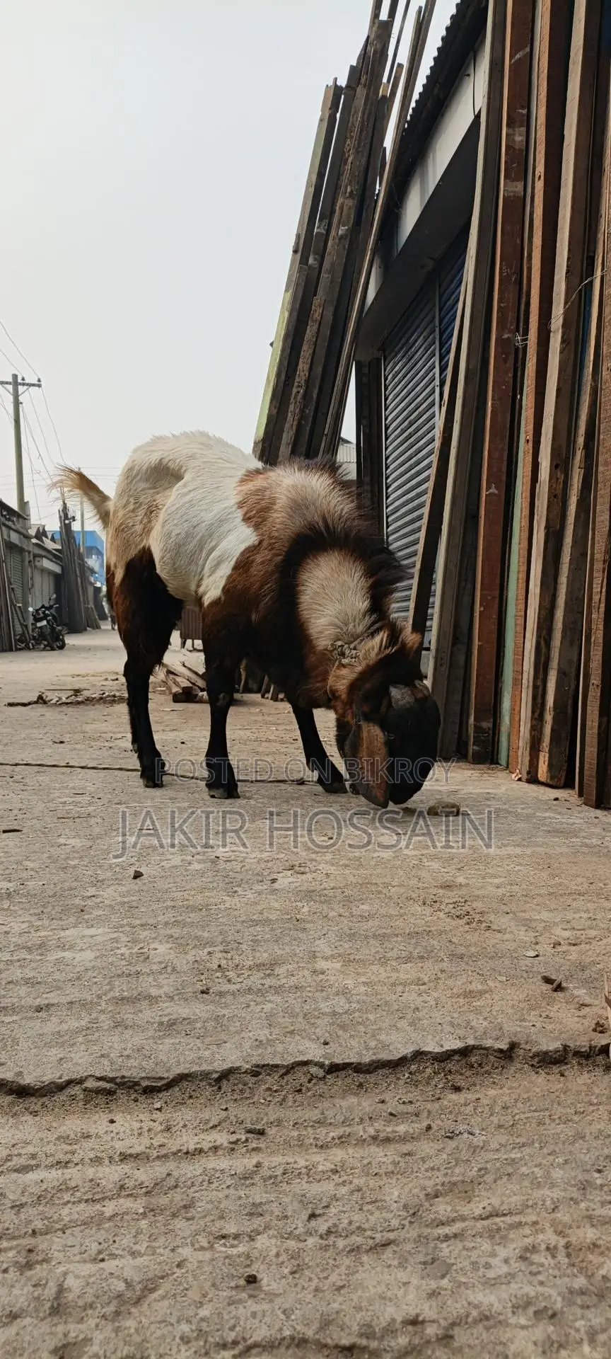 Male goat for sale