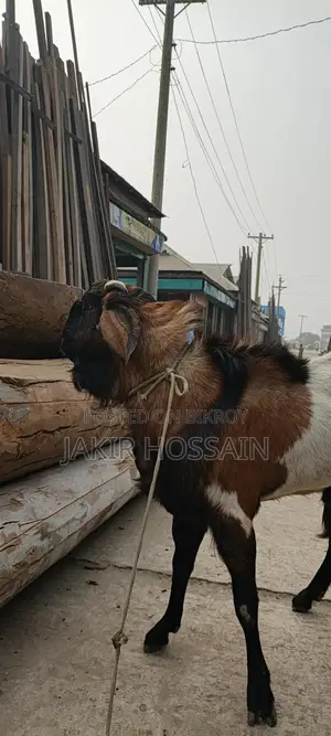 Male goat for sale