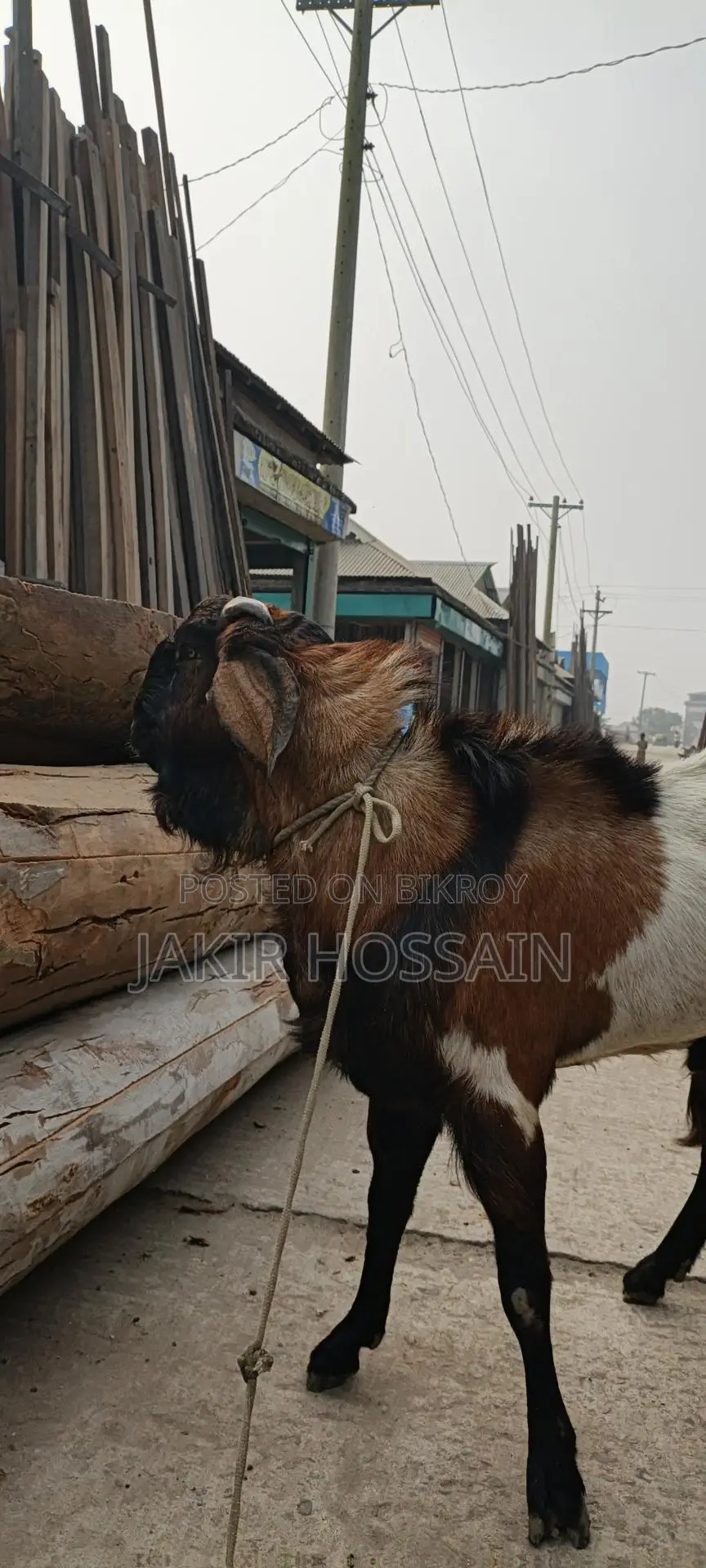 Male goat for sale