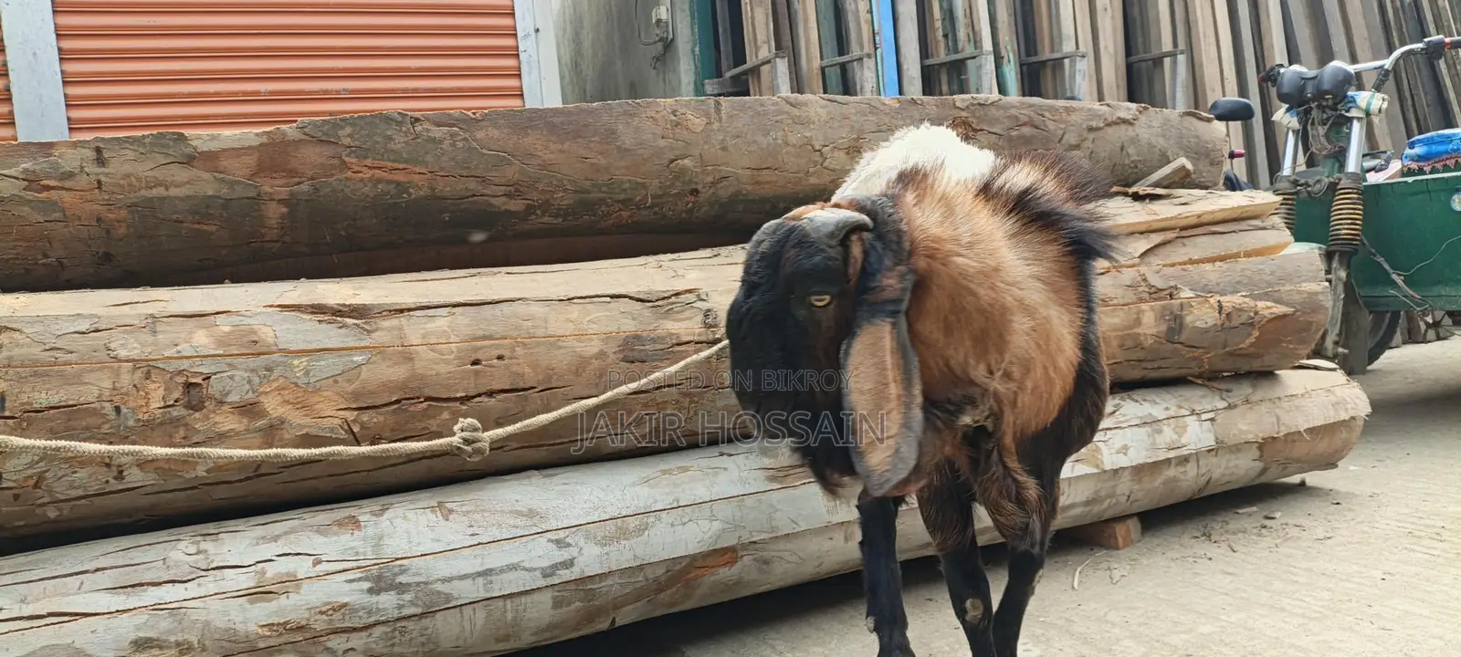 Male goat for sale