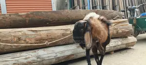 Male goat for sale