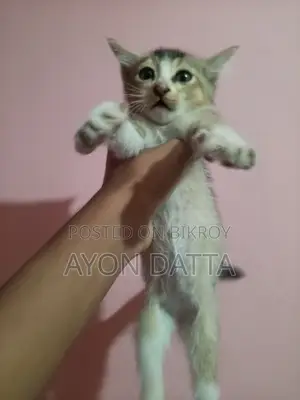 Home-raised beautiful cat for sale