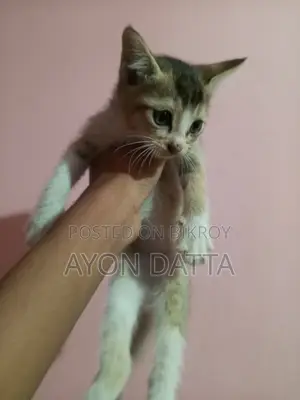 ঘরে পালন করা সুন্দর বিড়াল বিক্রি