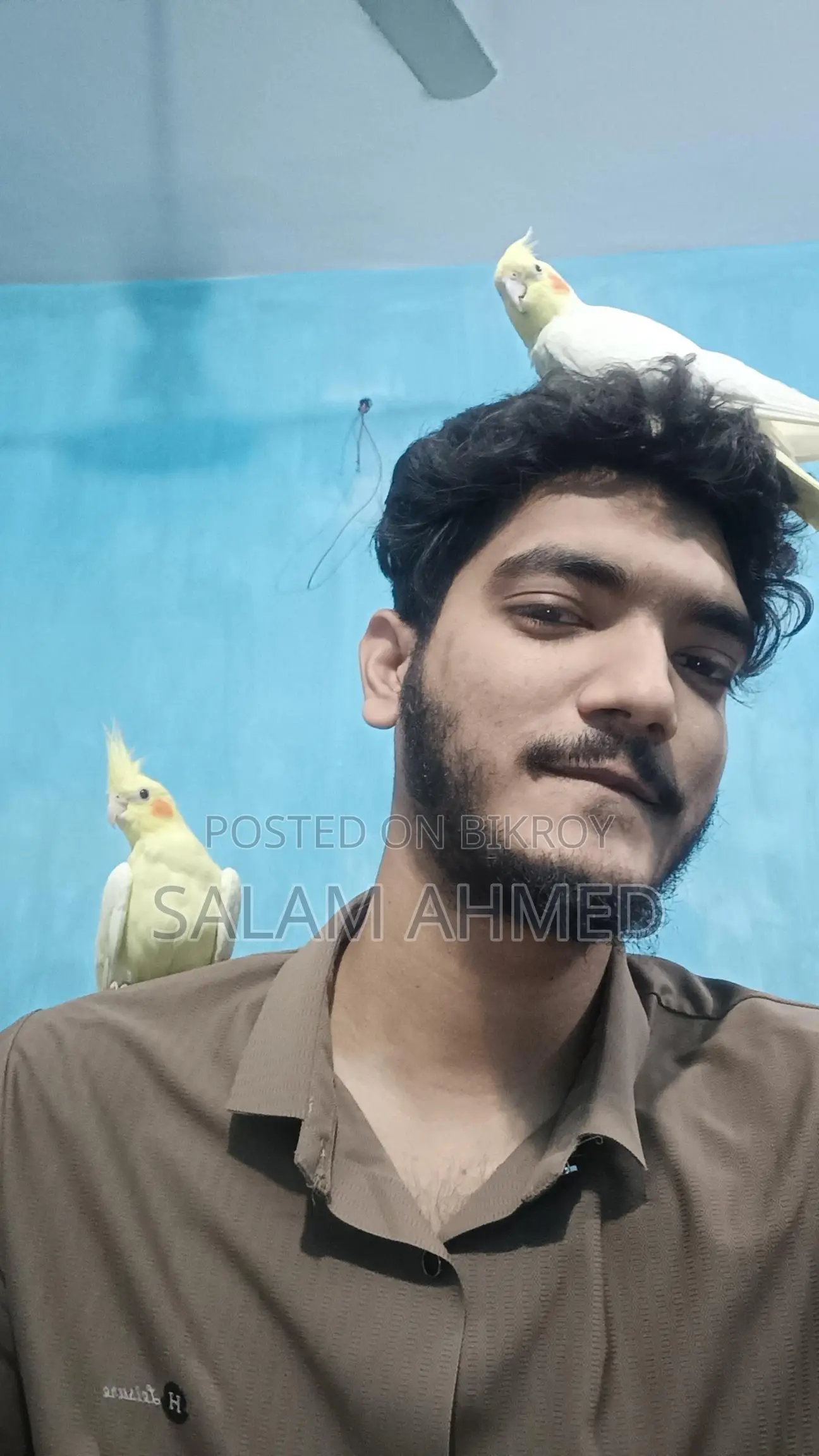 Lutino Cockatiel